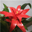 https://bonovo.isisflor.com/fileuploads/Produtos/Plantas Naturais/thumb__Isisflor_Duo_Bromelia_02.png